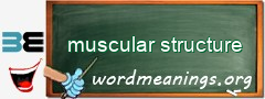 WordMeaning blackboard for muscular structure